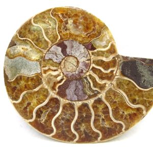 Madagascar Ammonite Pair Fossil for Sale Medium ~ 4.58" #215
