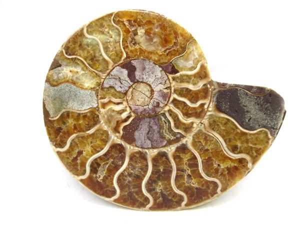 Madagascar Medium Cretaceous Cleoniceras Ammonite 215 | Fossils for Sale