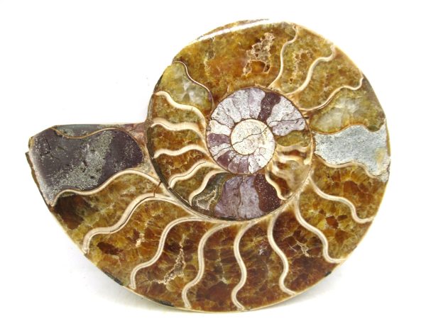 Madagascar Medium Cretaceous Cleoniceras Ammonite 215b | Fossils for Sale