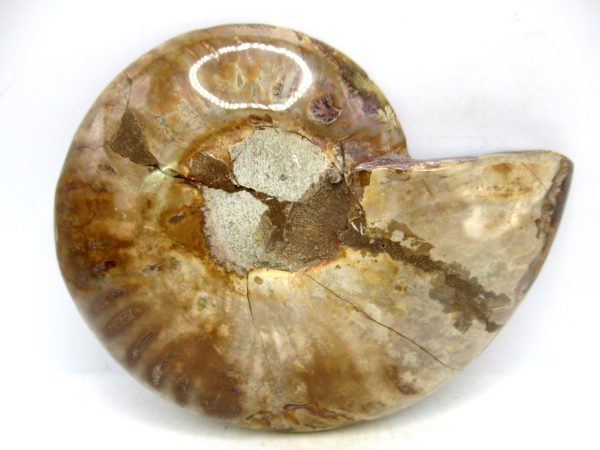 Madagascar Medium Cretaceous Cleoniceras Ammonite 215c | Fossils for Sale