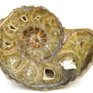 Madagascar Ammonite Pair Fossil for Sale Medium ~ 4.46" #216