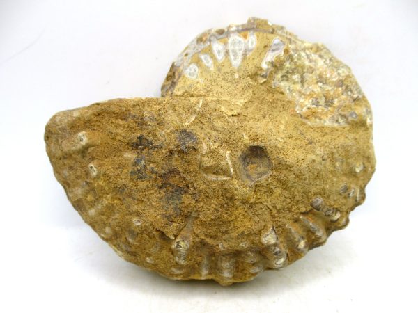 Madagascar Medium Cretaceous Cleoniceras Ammonite 216a | Fossils for Sale