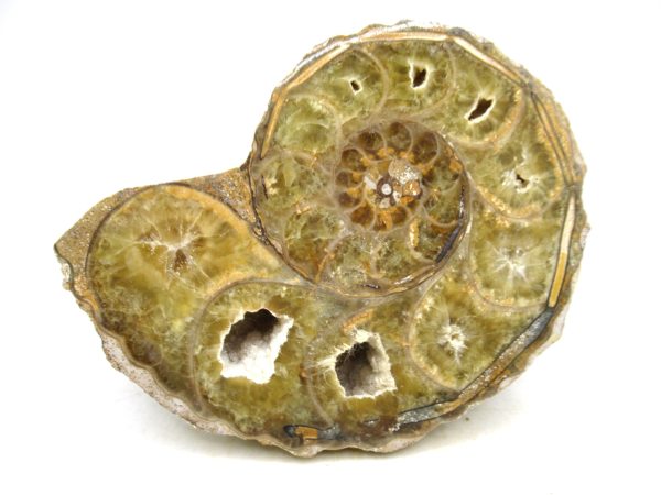 Madagascar Medium Cretaceous Cleoniceras Ammonite 216b | Fossils for Sale