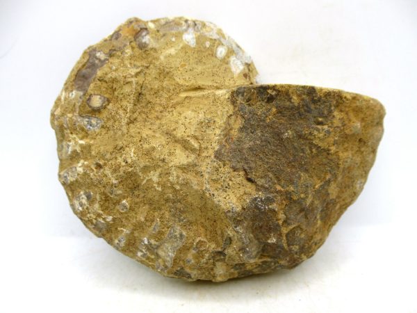 Madagascar Medium Cretaceous Cleoniceras Ammonite 216c | Fossils for Sale