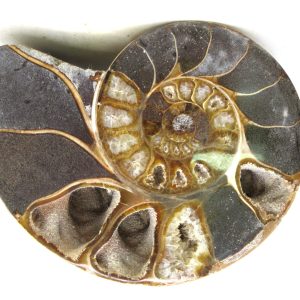 Madagascar Ammonite Pair Fossil for Sale Medium ~ 4.25" #217