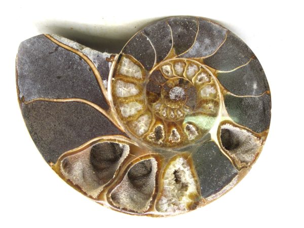 Madagascar Medium Cretaceous Cleoniceras Ammonite 217 | Fossils for Sale