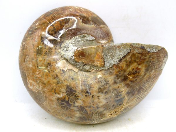 Madagascar Medium Cretaceous Cleoniceras Ammonite 217a | Fossils for Sale