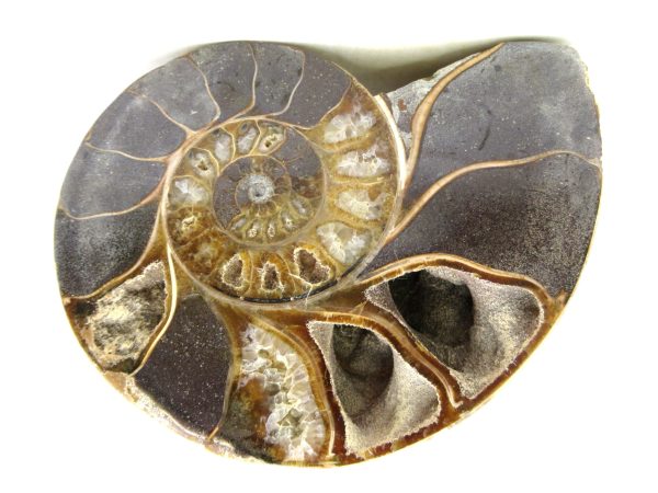 Madagascar Medium Cretaceous Cleoniceras Ammonite 217b | Fossils for Sale