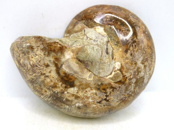Madagascar Medium Cretaceous Cleoniceras Ammonite 217c | Fossils for Sale