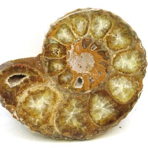 Madagascar Ammonite Pair Fossil for Sale Medium ~ 4.42" #218