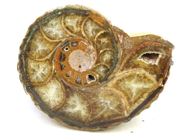 Madagascar Medium Cretaceous Cleoniceras Ammonite 218b | Fossils for Sale