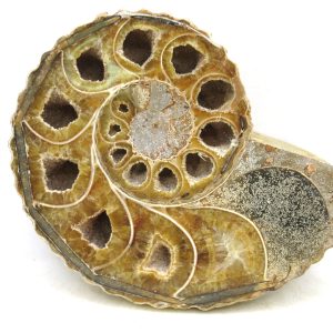 Madagascar Ammonite Pair Fossil for Sale Medium ~ 4.52" #219