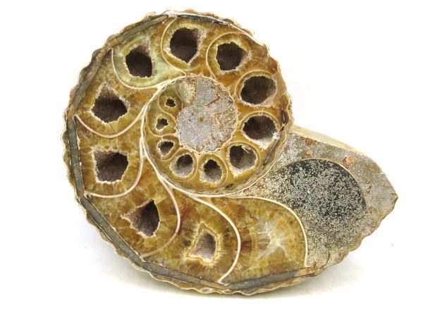 Madagascar Medium Cretaceous Cleoniceras Ammonite 219 | Fossils for Sale