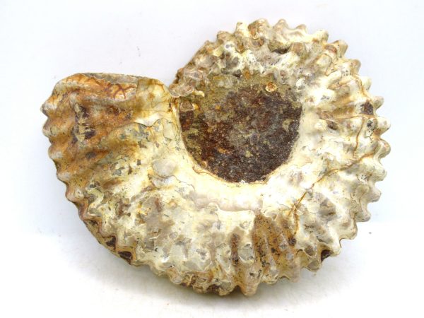 Madagascar Medium Cretaceous Cleoniceras Ammonite 219a | Fossils for Sale