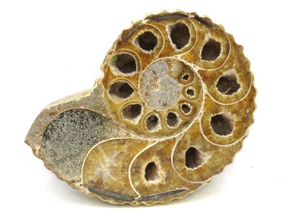 Madagascar Medium Cretaceous Cleoniceras Ammonite 219b | Fossils for Sale
