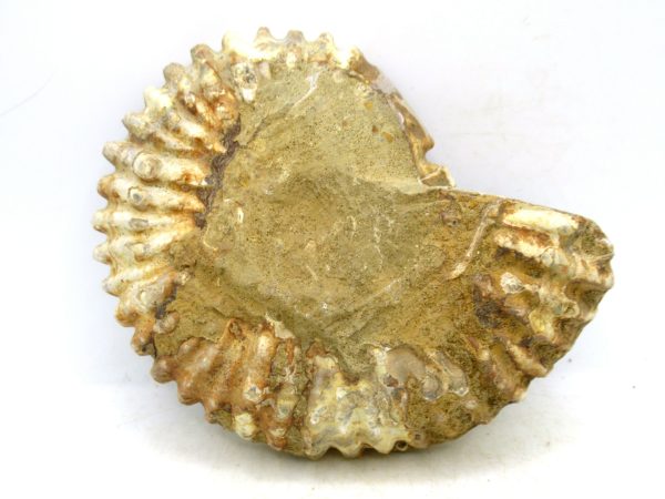 Madagascar Medium Cretaceous Cleoniceras Ammonite 219c | Fossils for Sale