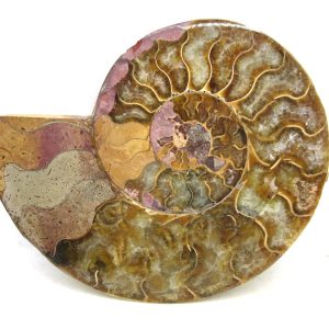 Madagascar Ammonite Pair Fossil for Sale Medium ~ 4.90" #220