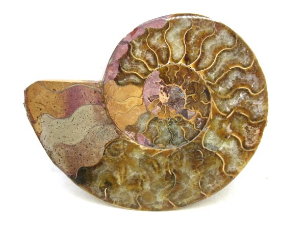 Madagascar Medium Cretaceous Cleoniceras Ammonite 220 | Fossils for Sale