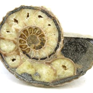 Madagascar Ammonite Pair Fossil for Sale Medium ~ 4.65" #221