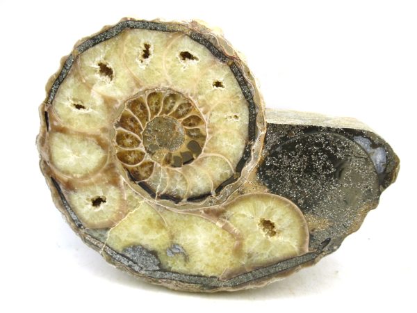 Madagascar Medium Cretaceous Cleoniceras Ammonite 221 | Fossils for Sale