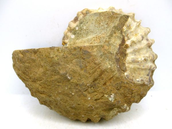 Madagascar Medium Cretaceous Cleoniceras Ammonite 221a | Fossils for Sale