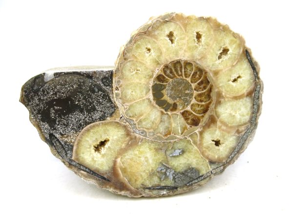 Madagascar Medium Cretaceous Cleoniceras Ammonite 221b | Fossils for Sale