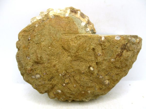 Madagascar Medium Cretaceous Cleoniceras Ammonite 221c | Fossils for Sale