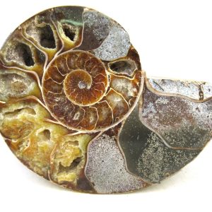 Madagascar Ammonite Pair Fossil for Sale Medium ~ 4.41" #222