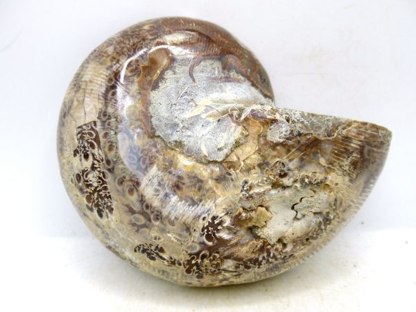 Madagascar Medium Cretaceous Cleoniceras Ammonite 222c | Fossils for Sale