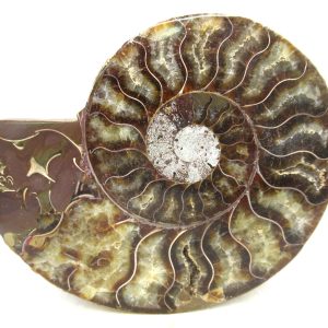 Madagascar Ammonite Pair Fossil for Sale Medium ~ 4.74" #223