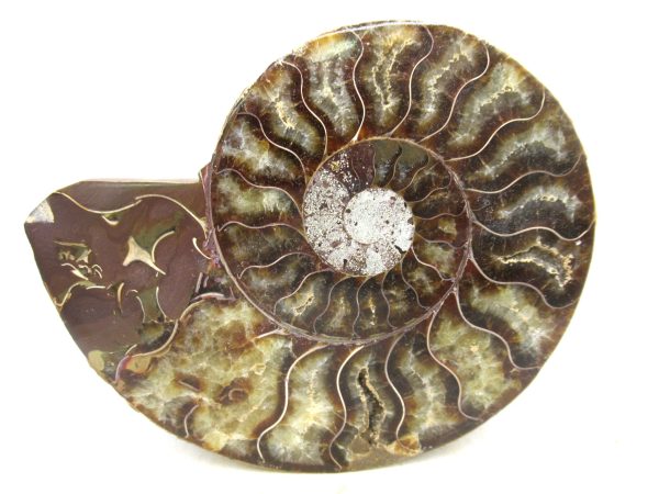 Madagascar Medium Cretaceous Cleoniceras Ammonite 223 | Fossils for Sale