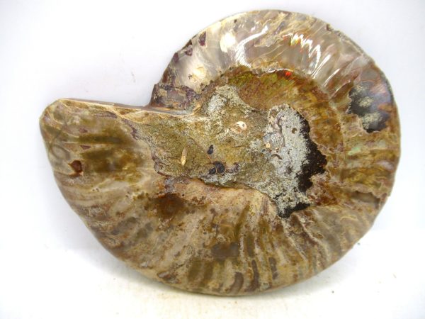 Madagascar Medium Cretaceous Cleoniceras Ammonite 223c | Fossils for Sale