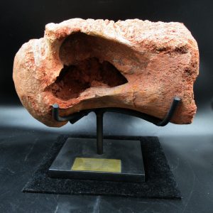 Rebbachisaurus Sauropod Dinosaur Vertebra Fossil for Sale #3