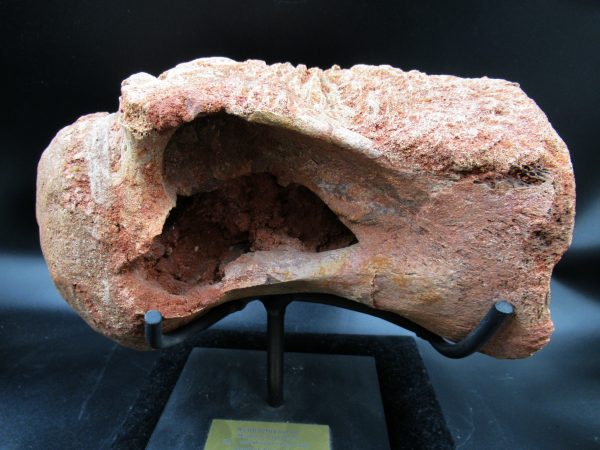 Morocco Cretaceous Rebbachisaurus Dinosaur Vertebra 3a | Fossils for Sale General Cretaceous Age Rebbachisaurus Dinosaur Vertebra Fossil from Morocco for Sale #3a