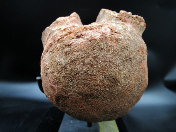 Morocco Cretaceous Rebbachisaurus Dinosaur Vertebra 3b | Fossils for Sale General Cretaceous Age Rebbachisaurus Dinosaur Vertebra Fossil from Morocco for Sale #3b