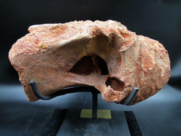 Morocco Cretaceous Rebbachisaurus Dinosaur Vertebra 3c | Fossils for Sale General Cretaceous Age Rebbachisaurus Dinosaur Vertebra Fossil from Morocco for Sale #3c