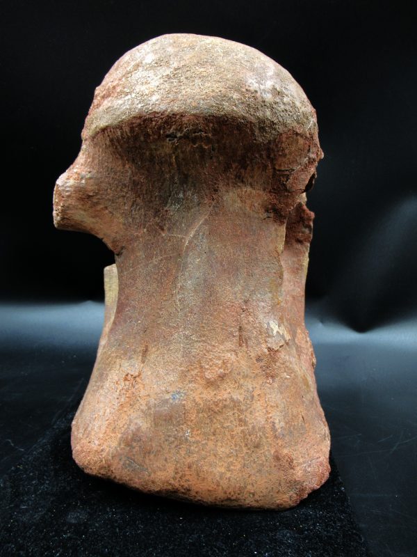 Morocco Cretaceous Rebbachisaurus Dinosaur Vertebra 3f | Fossils for Sale General Cretaceous Age Rebbachisaurus Dinosaur Vertebra Fossil from Morocco for Sale #3f