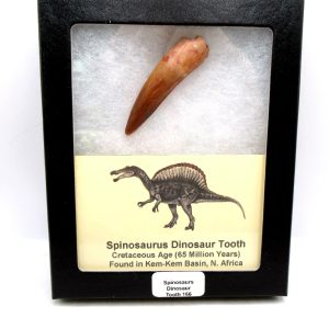 Genuine Cretaceous Age Spinosaurus Dinosaur Tooth Fossil for Sale from Morocco #166