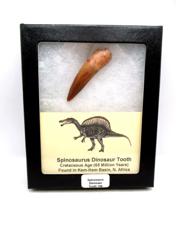 Morocco Cretaceous Spinosaurus Dinosaur Tooth 166 | Fossils for Sale Genuine Cretaceous Age Spinosaurus Dinosaur Tooth Fossil for Sale from Morocco #166