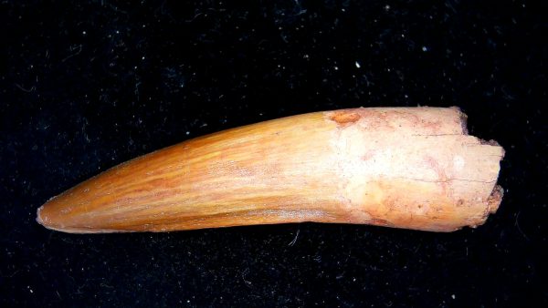 Morocco Cretaceous Spinosaurus Dinosaur Tooth 166a | Fossils for Sale Genuine Cretaceous Age Spinosaurus Dinosaur Tooth Fossil for Sale from Morocco #166a