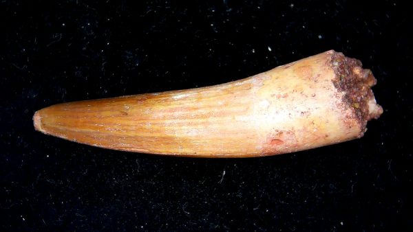 Morocco Cretaceous Spinosaurus Dinosaur Tooth 166b | Fossils for Sale Genuine Cretaceous Age Spinosaurus Dinosaur Tooth Fossil for Sale from Morocco #166b