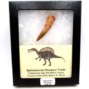Genuine Cretaceous Age Spinosaurus Dinosaur Tooth Fossil for Sale from Morocco #167