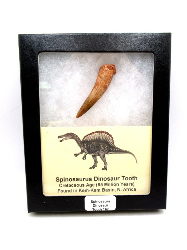 Morocco Cretaceous Spinosaurus Dinosaur Tooth 167 | Fossils for Sale Genuine Cretaceous Age Spinosaurus Dinosaur Tooth Fossil for Sale from Morocco #167
