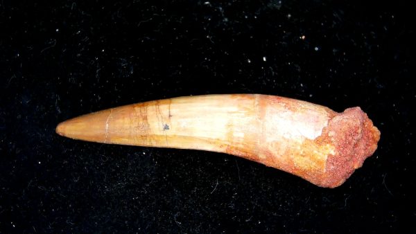 Morocco Cretaceous Spinosaurus Dinosaur Tooth 167a | Fossils for Sale Genuine Cretaceous Age Spinosaurus Dinosaur Tooth Fossil for Sale from Morocco #167a