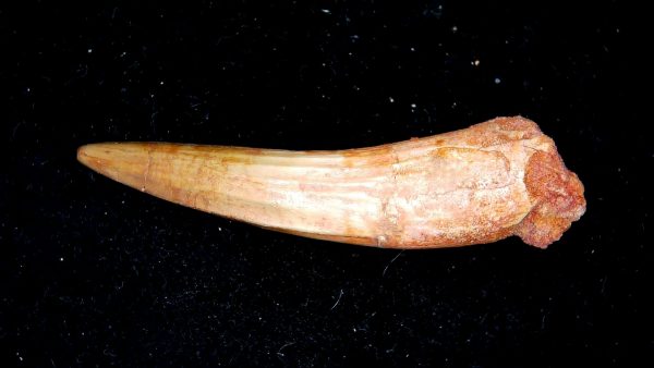 Morocco Cretaceous Spinosaurus Dinosaur Tooth 167b | Fossils for Sale Genuine Cretaceous Age Spinosaurus Dinosaur Tooth Fossil for Sale from Morocco #167b