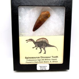 Genuine Cretaceous Age Spinosaurus Dinosaur Tooth Fossil for Sale from Morocco #168