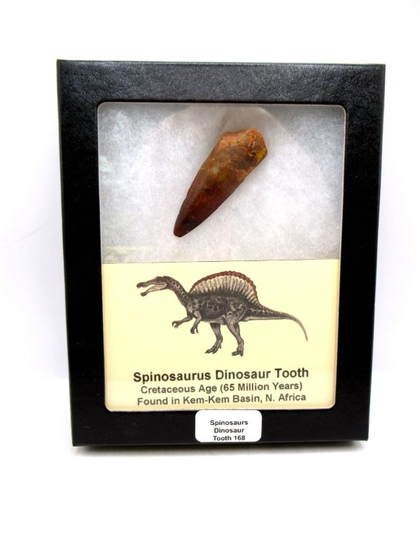 Morocco Cretaceous Spinosaurus Dinosaur Tooth 168 | Fossils for Sale Genuine Cretaceous Age Spinosaurus Dinosaur Tooth Fossil for Sale from Morocco #168
