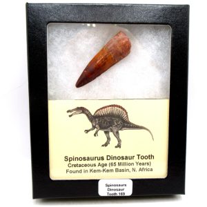 Genuine Cretaceous Age Spinosaurus Dinosaur Tooth Fossil for Sale from Morocco #169