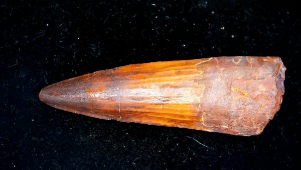 Morocco Cretaceous Spinosaurus Dinosaur Tooth 169a | Fossils for Sale Genuine Cretaceous Age Spinosaurus Dinosaur Tooth Fossil for Sale from Morocco #169a
