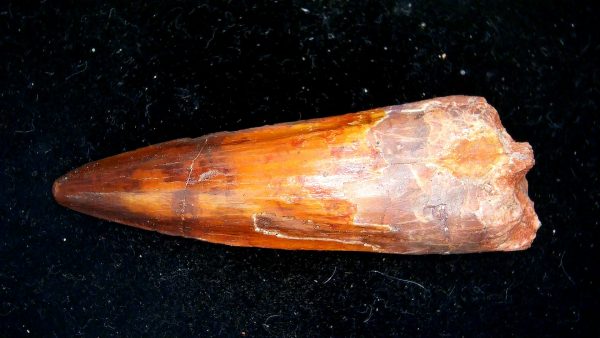 Morocco Cretaceous Spinosaurus Dinosaur Tooth 169b | Fossils for Sale Genuine Cretaceous Age Spinosaurus Dinosaur Tooth Fossil for Sale from Morocco #169b